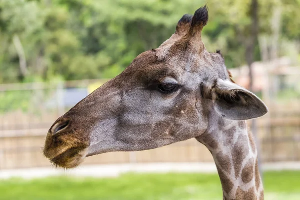 Zblízka Záběr Hlavu Žirafy — Stock fotografie