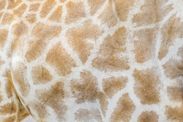 Zbliżenie Głowę Żyrafy — Zdjęcie stockowe