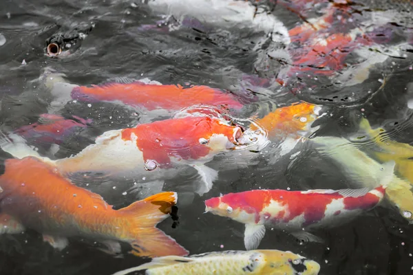Colorido Pescado Carpa Lujo Peces Koi — Foto de Stock