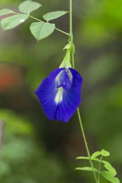 Kék Pillangó Borsó Borsó Virág Thai Gyógynövények — Stock Fotó