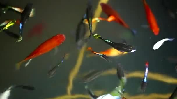 Fish Swimming Water Basin — Stock Video