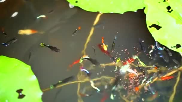 Fish Swimming Water Basin — Stock Video