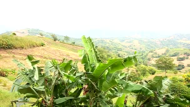 Viento Sopla Través Las Hojas Flores — Vídeos de Stock