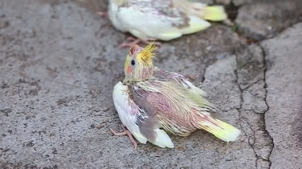 Bébé Cockatiel Attendez Nourriture — Video