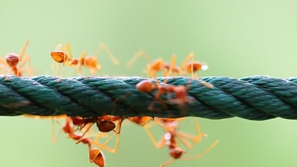 Les fourmis tisserandes rouges partagent la nourriture avec l'autre 