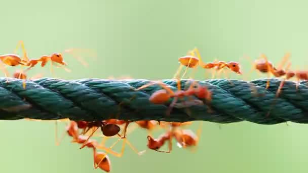 Las Hormigas Tejedoras Rojas Comparten Comida Con Otra — Vídeos de Stock