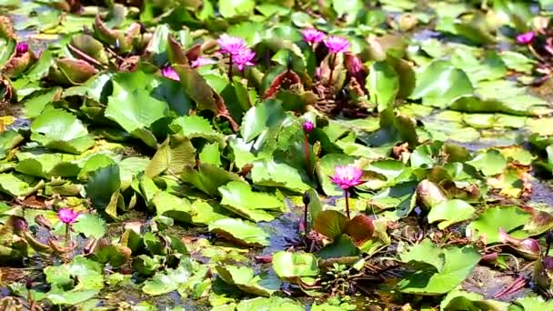 Oiseaux Nichent Sous Feuille Lotus — Video