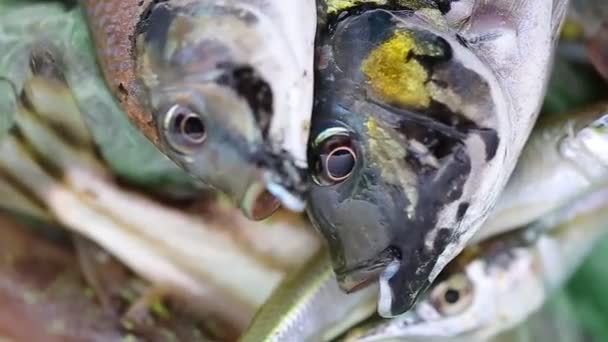 Vissen Sterven Door Gebrek Aan Water — Stockvideo