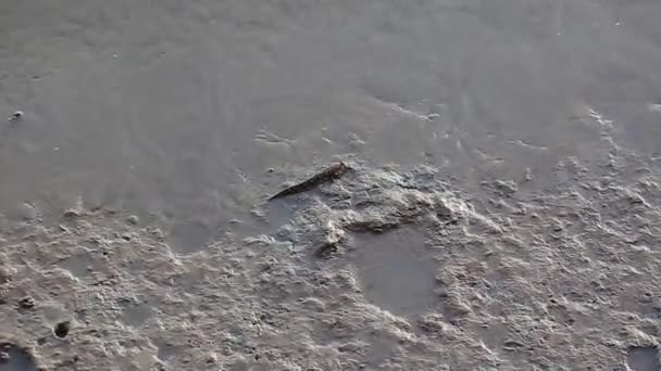 Mudskipper Ryba Která Žije Mangrovově Lese Může Dýchat Zemi Pár — Stock video