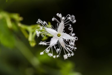 Çiçekler ve güzel yapraklar