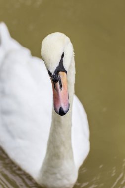 Beyaz kuğu sabah yüzüyor.