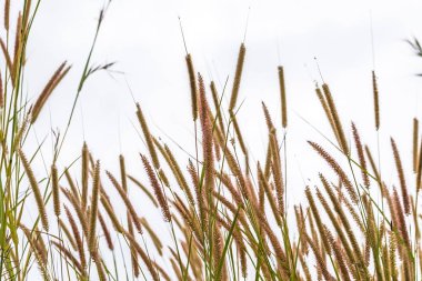 Gün batımında çimen tarlası