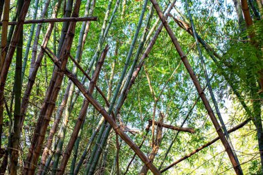 Muhteşem sabah güneşiyle bambu ormanı