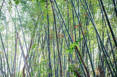 Muhteşem sabah güneşiyle bambu ormanı