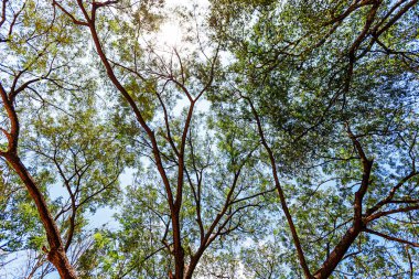 Onlarca yıllık büyük ağaçlar, hayvanlar için gölge ve yaşam alanı sağlamanın yanı sıra doğanın zenginliğinin kontrol edilmesine yardımcı olur..