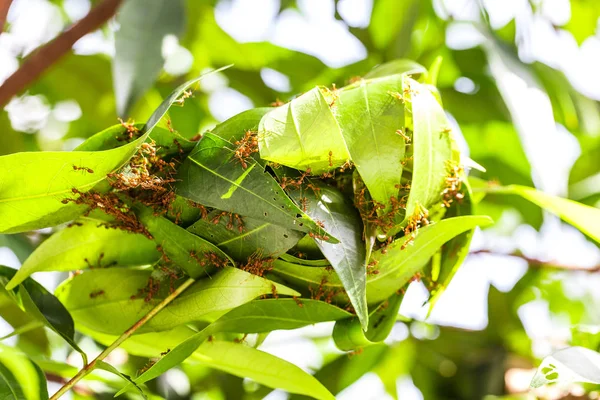 Formigas Vermelhas Fazem Ninhos Nas Folhas — Fotografia de Stock