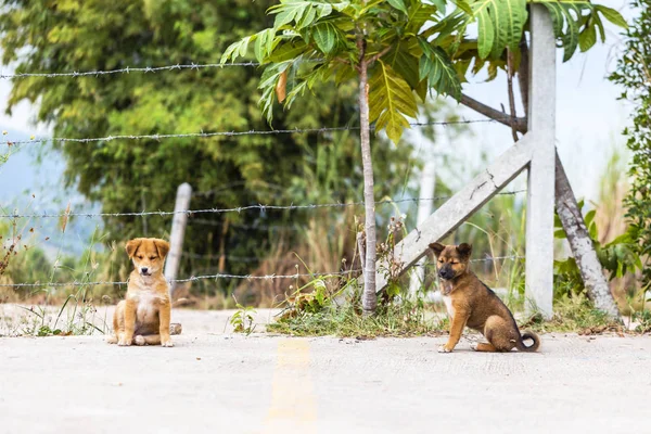 Uma Cadela Mãe Está Brincando Com Cachorro — Fotografia de Stock