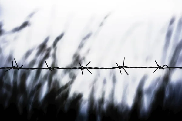 Barbed Wire Barbed Wire Fence Blue Sky Feel Worrying — Stock Photo, Image