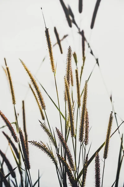 Gün batımında çimen tarlası