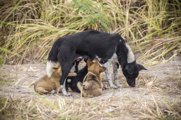 Una Madre Perro Está Jugando Con Cachorro —  Fotos de Stock