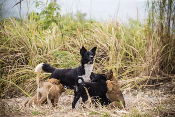 母親の犬が子犬と遊んでいる — ストック写真