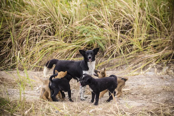 母親の犬が子犬と遊んでいる — ストック写真