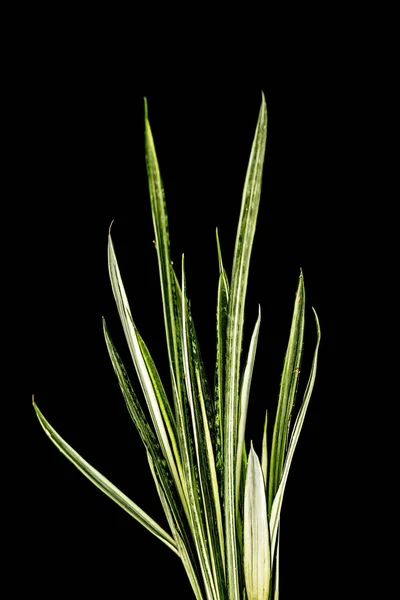 Feuille Verte Langue Avec Bord Doré Sansevieria Trifasciata Laurentii — Photo