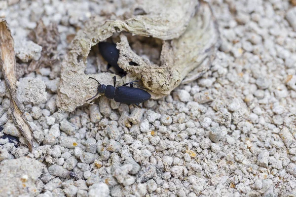 Kultur Von Vogelwürmern Von Der Larve Bis Zum Fortpflanzungsalter — Stockfoto