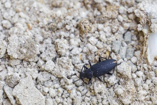 Kultur Von Vogelwürmern Von Der Larve Bis Zum Fortpflanzungsalter — Stockfoto