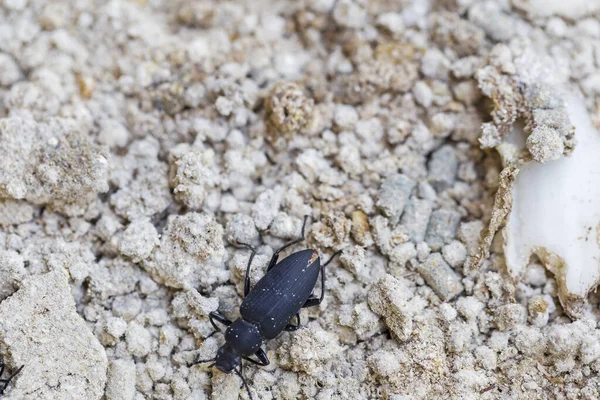 Kultur Von Vogelwürmern Von Der Larve Bis Zum Fortpflanzungsalter — Stockfoto