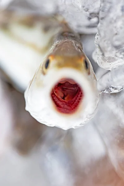 Peixe Pequeno Comida Local Aldeão Tailândia — Fotografia de Stock