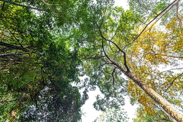 Árvores Grandes Muitas Décadas Idade Fornecem Sombra Habitat Para Animais — Fotografia de Stock