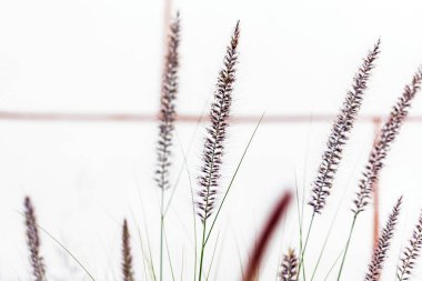 Gün batımında çimen tarlası