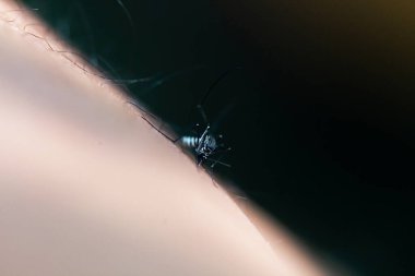 Aedes aegypti Sivrisinek. Yaprağın üzerindeki sivrisineği kapat.