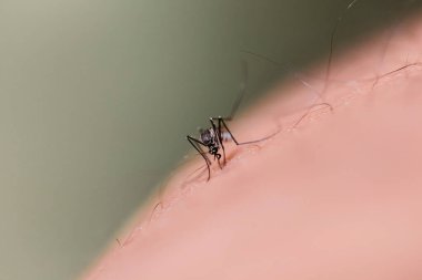 Aedes aegypti Sivrisinek. Yaprağın üzerindeki sivrisineği kapat.