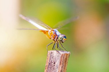 Arka plandaki yusufçuk sineği
