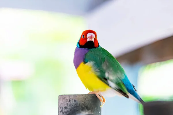 Piękny Wielobarwny Ptak Gouldian Finch — Zdjęcie stockowe
