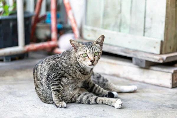 Grå Katt Liggande Solen Morgonen — Stockfoto