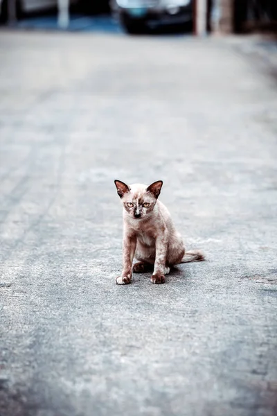 Gri Yetişkin Kırma Kedi Yerde Yatıyor — Stok fotoğraf