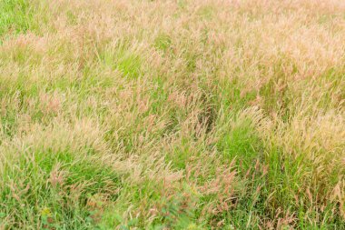 Gün batımında çimen tarlası