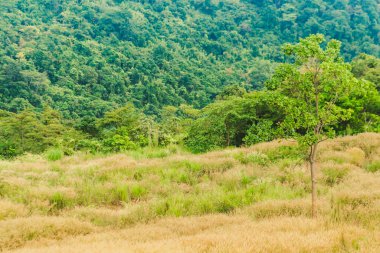 Yaz dağları yeşil çimenler ve mavi gökyüzü manzarası