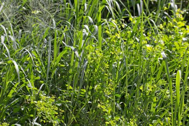 Çayırdan yeşil çimen çalısı