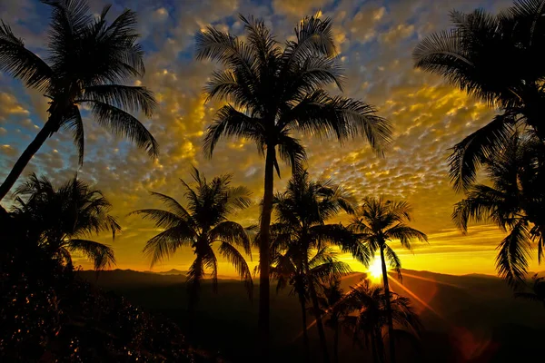 Пальмы Песчаном Пляже Закате — стоковое фото
