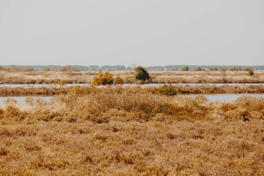 Gün batımında kuru altın çimenli güzel çayır