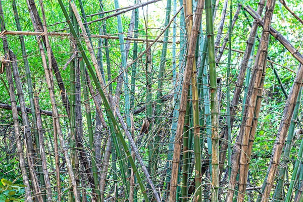 Bamboo Forest Glorious Morning Sunshine — Stock Photo, Image
