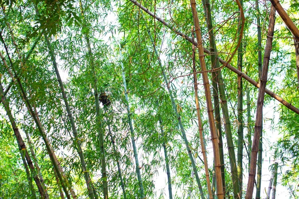 Floresta Bambu Com Sol Glorioso Manhã — Fotografia de Stock