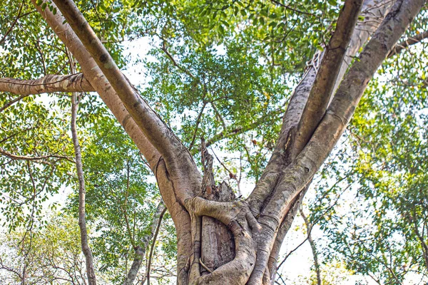 Grandes Árboles Muchas Décadas Antigüedad Proporcionan Sombra Hábitat Para Los — Foto de Stock