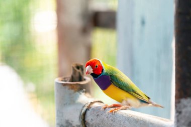 Güzel renkli Gouldian ispinozu