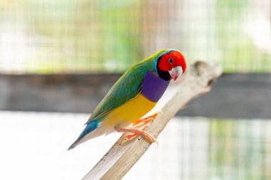 Güzel renkli Gouldian ispinozu