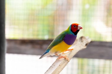 Güzel renkli Gouldian ispinozu